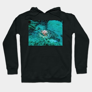 scorpion fish Hoodie